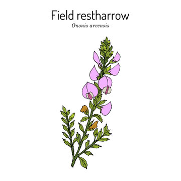 Field restharrow (Ononis arvensis), medicinal plant