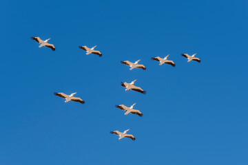 flock of pelicans flying in formation near Sandwich Harbour, Namibia
