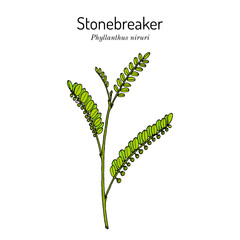 Gale of the wind, stonebreaker or seed-under-leaf (Phyllanthus niruri), medicinal plant