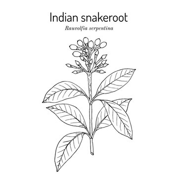 Indian snakeroot, or serpentine wood (Rauvolfia serpentina), medicinal plant