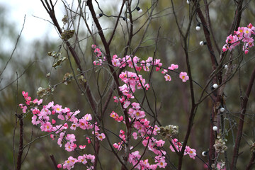 Colorful replicas of cherry blossoms in the garden