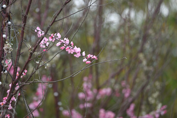 Colorful replicas of cherry blossoms in the garden