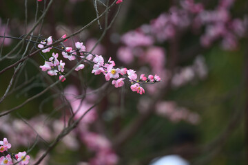 Colorful replicas of cherry blossoms in the garden