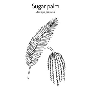 Sugar palm (Arenga pinnata), medicinal plant
