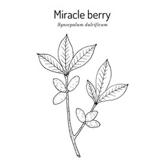 Miracle berry (Synsepalum dulcificum), edible and medicinal plant. © foxyliam