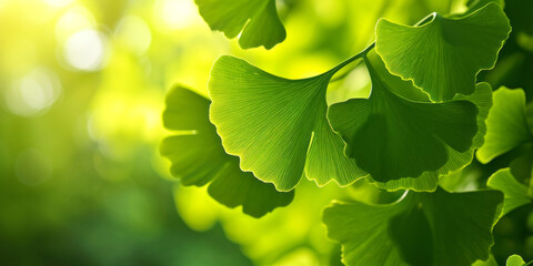 Fresh green ginkgo biloba tree leaves against blurred nature background in sunlight. Alternative medicine plant. - obrazy, fototapety, plakaty