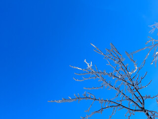 snow covered trees in the forest with blue sky in winter




