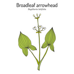 Broadleaf arrowhead, or duck-potato (Sagittaria latifolia), edible and medicinal plant