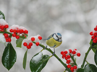 Blue Tit (Cyanistes caeruleus), Titmouse  isolated, on the branch of holly with snow and red berries.