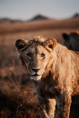 A young lion hunts in a crater near Arusha Tanzania