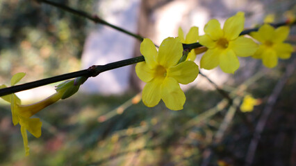 Winter jasmine flowers. (Jasminum nudiflorum)