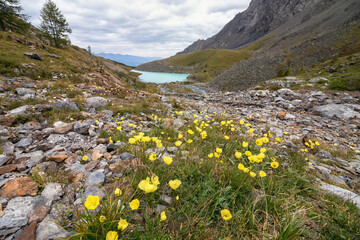 yellow poppies in the Altai Mountains