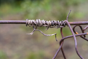 Dead tendrils of vines clinging on the wire fence in a vineyard. Spiral