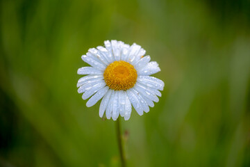Obraz premium Selective focus of white flowers with raindrops or morning dew, Leucanthemum maximum, Shasta daisy is a grown flowering herbaceous perennial plant with the classic daisy appearance, Nature background.