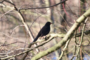 Common blackbird on a branch