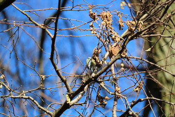 bird on a branch