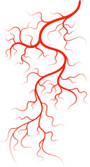 Venous system veins, blood artery eye capillary