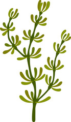 Seaweed sea plant, cartoon underwater algae