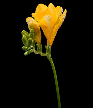 Freesia