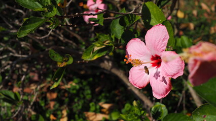 Hibiscus flower (pink) with a bee and its shadow on the petals, with green bokeh background of leaves and branches