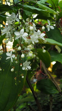 Dangling White Clerodendrum wallichii (Bridal Veil) flowers, background for wedding, anniversary, special occasion