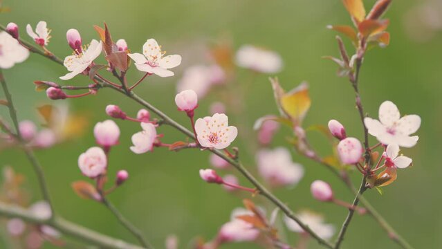 Pink Sakura Flowers On A Branch At Sunny Day. Full Bloom A Spring Season. Pink Flowers On A Spring Tree.