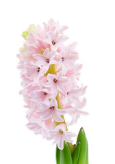 Pink Hyacinth flower isolated on white background	 - 711651555