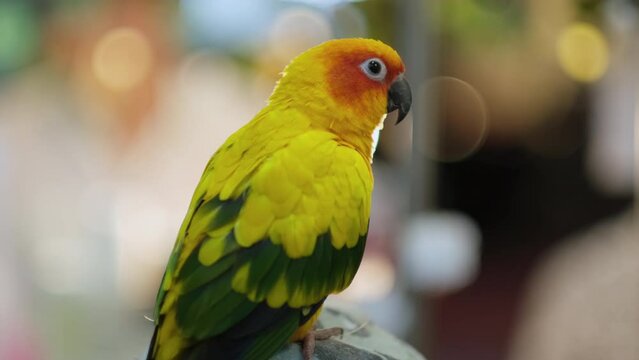 Cute small colored parrot on a blurred background of lights.