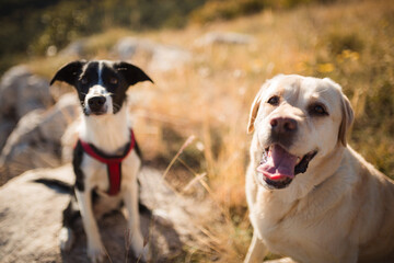 a border collie puppy and a labrador dog sitting on a mountain 