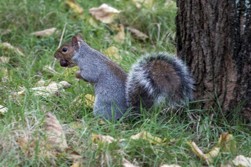 Naklejka na ściany i meble grey squirrel by the trunk of a tree with a nut in mouth