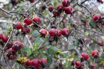 red hips of the dog rose rosa canina