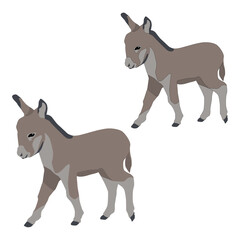 Vector donkey, foal isolated on white background