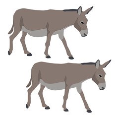 Vector donkey isolated not white background