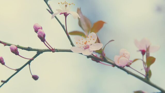 Branch Of Blossoming Plum With Pink Flowers. Plum Blossoms With White Petals On Spring On A Sunny Day.