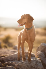 hungarian vizsla mixed breed puppy dog standing on a rock
