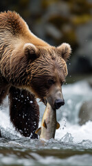 Obraz premium Grizzly bear catching fish in a river
