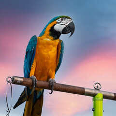The beauty of macaws