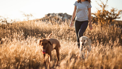 a woman and two dogs walking towards the camera in tall grass