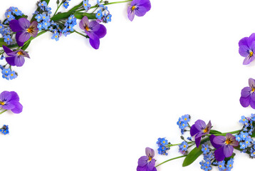 Flowers viola tricolor ( pansy ) and blue wildflowers forget-me-nots on a white background with...