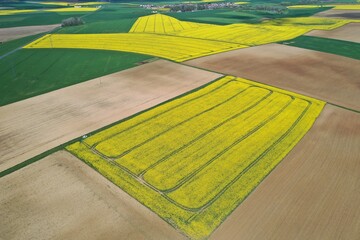 Paysage avec colza en fleurs