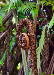 A young up-and-coming giant in the shade - the fern. Still without fronds, but already proudly stretching upwards.