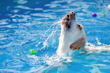 Image of adorable dog exercising in swimming pool. Cute dog, high quality images - obrazy, fototapety, plakaty