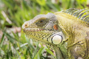 Brazilian Wildlife is very beautiful have many species with colorful variables. Are apes, lizards, mammals, felins, caimans, cats, bats, crabs and many others.