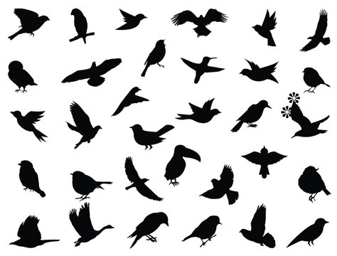 Birds silhouette vector art white background