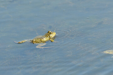 Edible frog swims in the muddy water