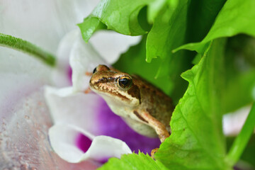 Macro photo of the head of a small frog in a colorful background of plants on the surface of a pond
