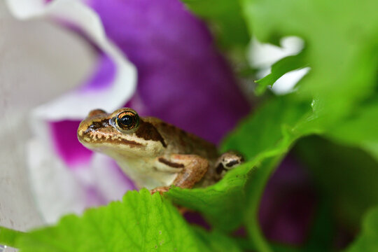 Macro photo of a frog in an aquarium against a colorful background
