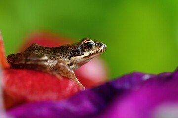 Macro photo of the head of a small frog in a colorful background of plants on the surface of a pond
