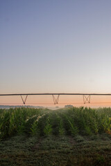 CornField at sun rise