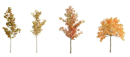 3d rendering Autumn tree isolated cut background

 - obrazy, fototapety, plakaty